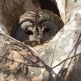 10SB6416 Barred Owl Female in Nest